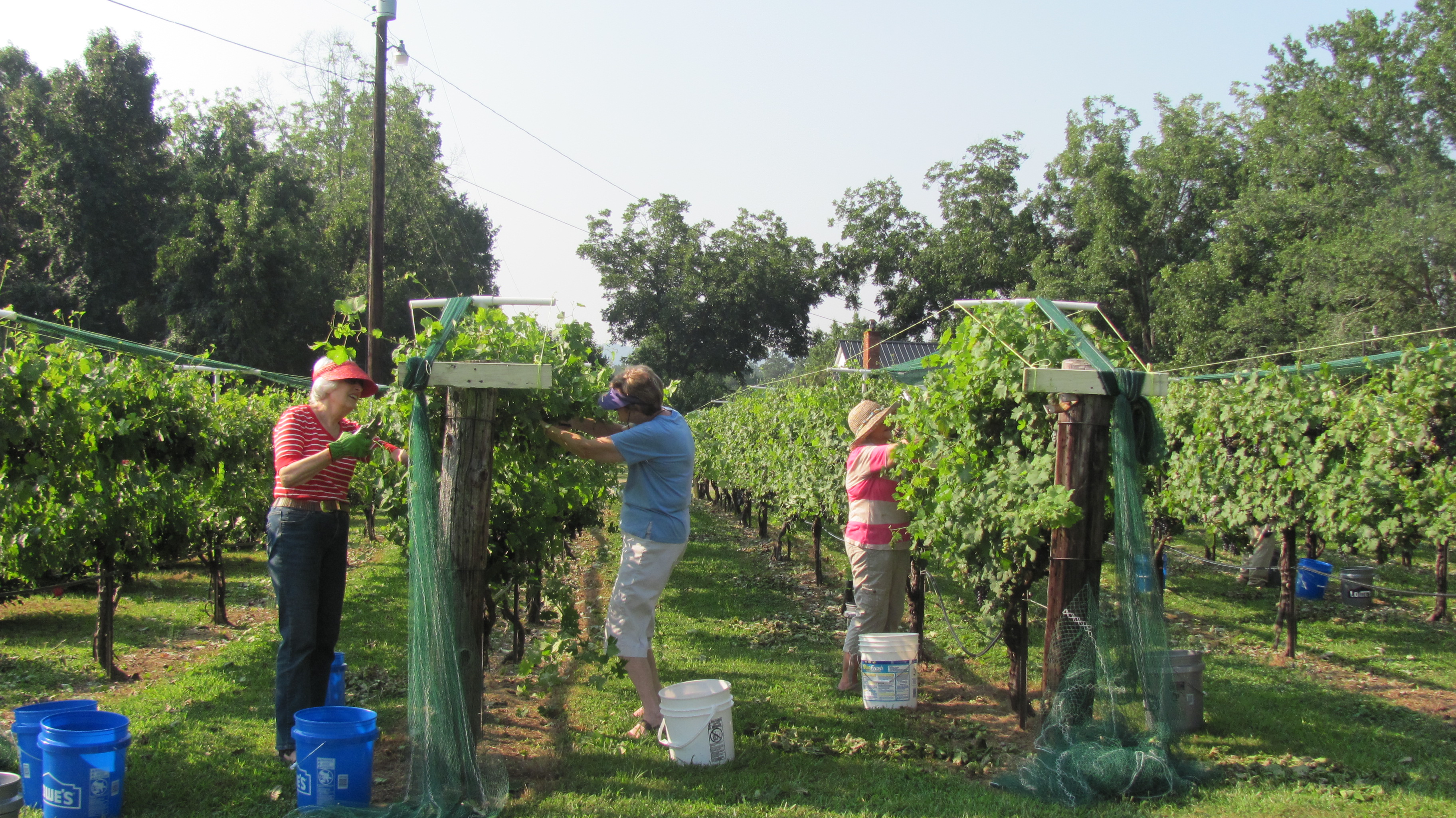 Friends, family bring in harvest at vineyard