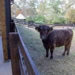 City of Gadsden officials, park staff members and citizens gathered together on Thursday, November 7, 2024 to officially cut the ribbon on the new animal barn facility and meet some of the newest members of the park's petting zoo. (Photos courtesy of City of Gadsden)