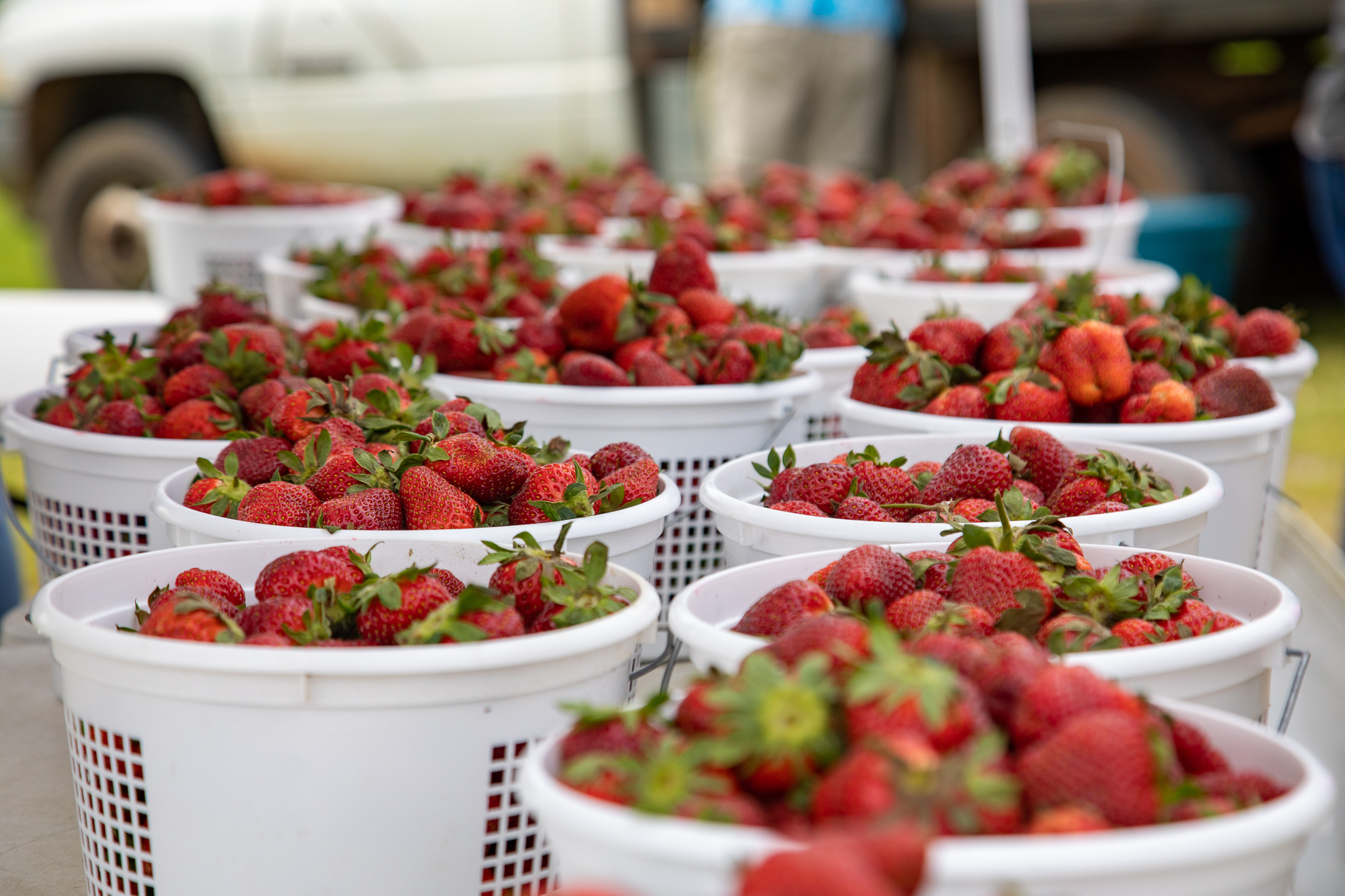 Strawberry Festival-07