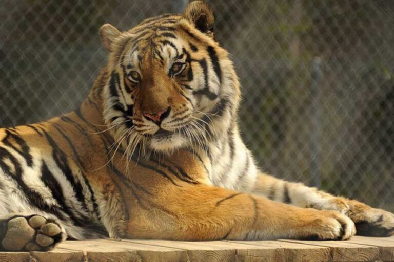 Tigers-For-Tomorrow-at-Untamed-Mountain