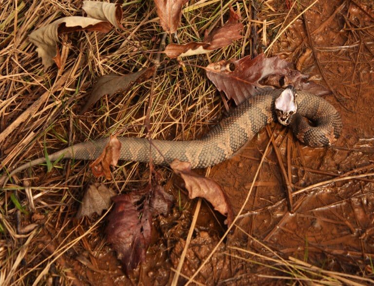 snakes
