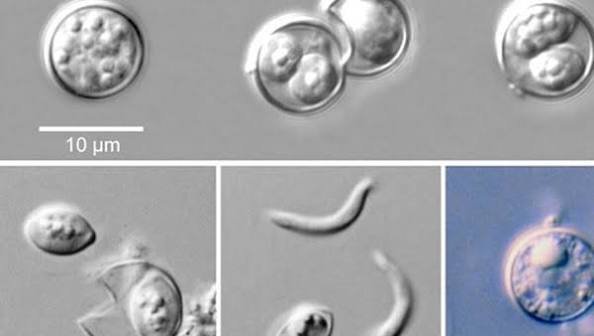 cyclosporiasis 2