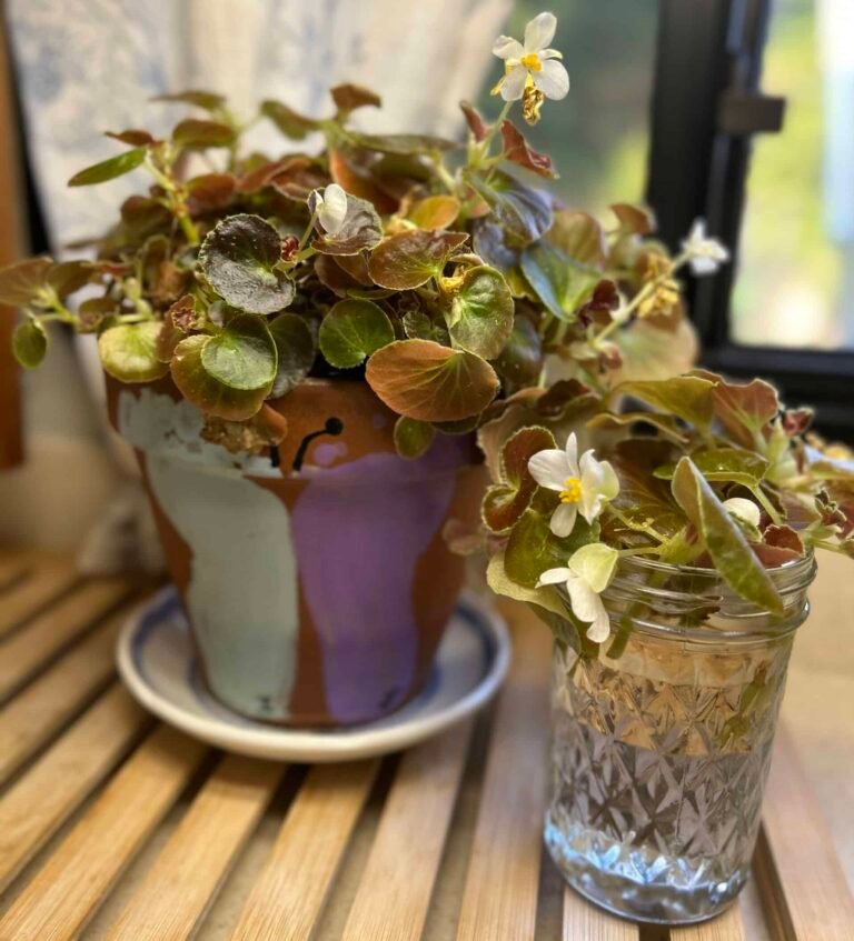 Lessons from my begonia